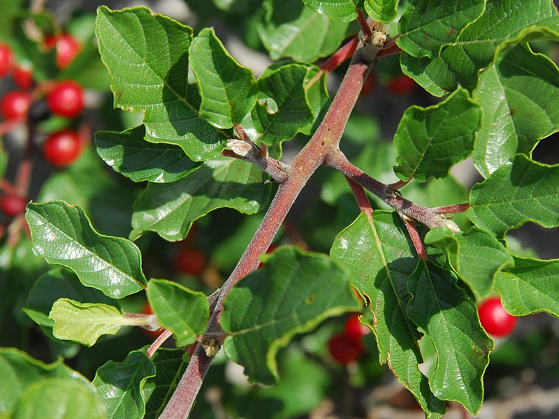 Frangula rupestris